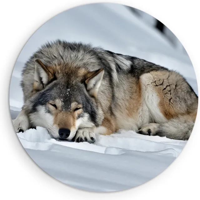 Saammp Forex Muurcirkel - Wolf in de sneeuw - Dieren - Natuur - Ø 40 - Wandcirkel - Wanddecoratie Cirkel - muurdecoratie Woonkamer - Slaapkamer decoratie - Rond Schilderij