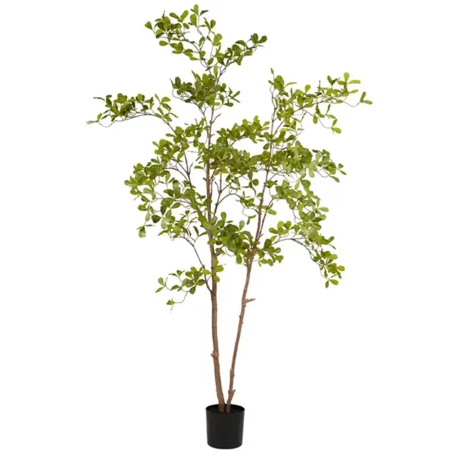 Emerald Eternal Green B.V. Indische amandelboom in pot l110cm groen