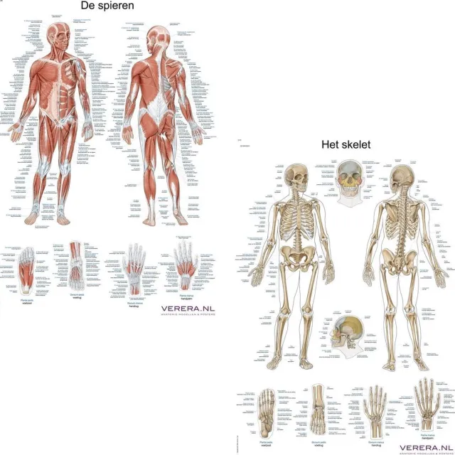 Verera.nl Het menselijk lichaam - anatomie posters spieren en skelet (Nederlands/Latijn, papier, 50x70 cm) zonder ophangsysteem