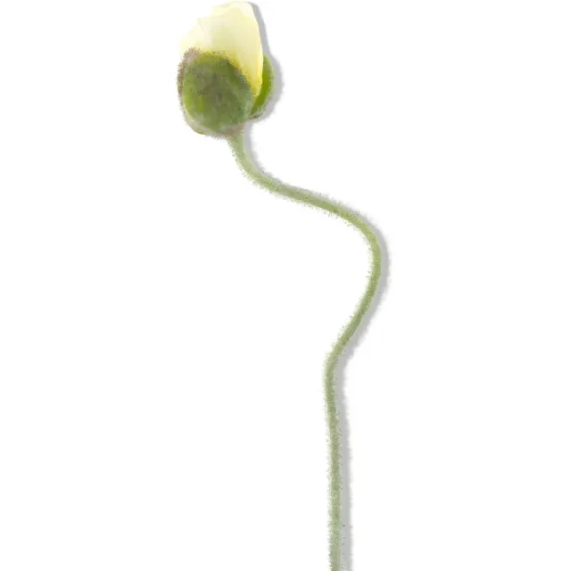 Erutan avon Poppy spray Ilse yellow 69 cm kunstbloem Erutan Avon onbekend