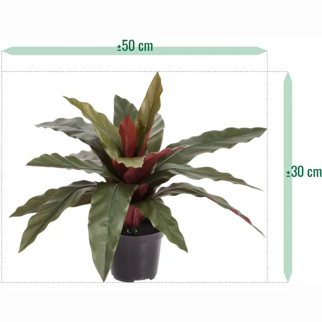 maxifleur Kunstplanten Calathea 30cm Kunstplant groen/rood in kweekpot 10cm