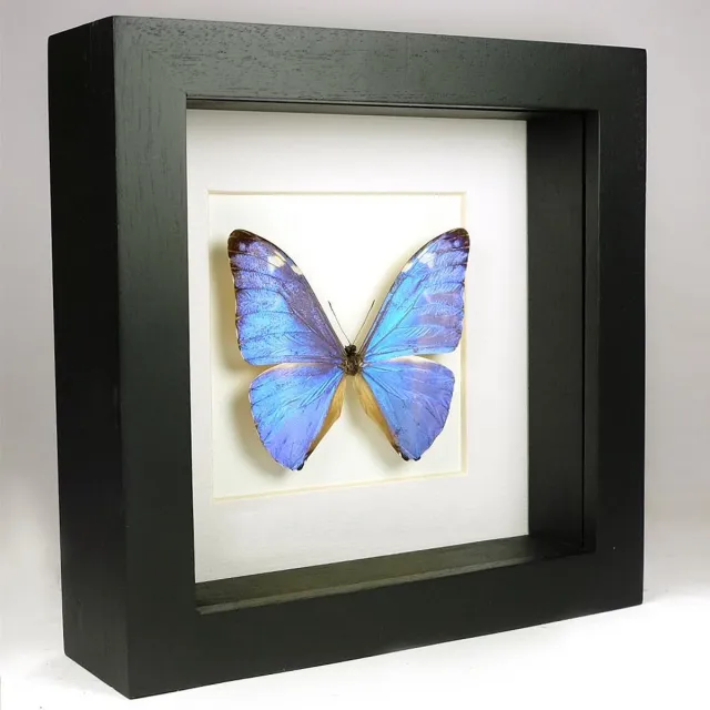 Vlinders in Lijst Opgezette Vlinder in Zwarte Lijst - Morpho Adonis