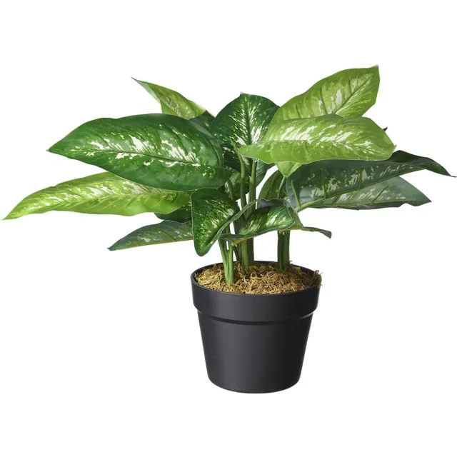 HTT Decorations Kunstplant Dieffenbachia H45cm - HTT Decorations kunstplanten Groen