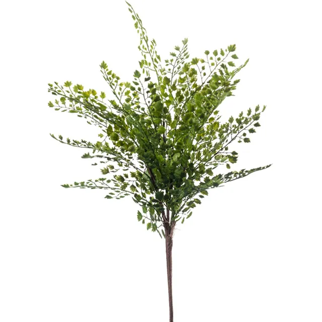 Emerald Fern adianthum bush 40 cm green Emerald groen