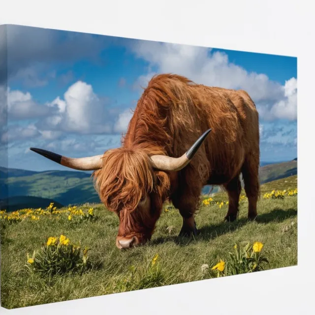 Saammp Canvas Schilderij 2 Schotse Hooglander Koeien in de sneeuw - Dieren - Natuur - 70x50 - Foto op canvas - Wanddecoratie - muurdecoratie Woonkamer - Slaapkamer decoratie - Canvas Print Multicolor