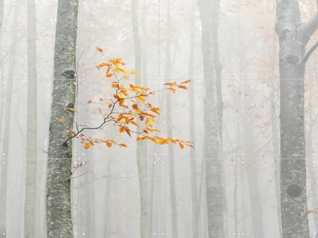 IXXI Autumn 2020, Aglioni Simone & Various - 80 x 60 cm - Grote wanddecoratie en posters - Fotografie, Woonkamer, Slaapkamer, Herfst, Mist Lichte tinten / Geel