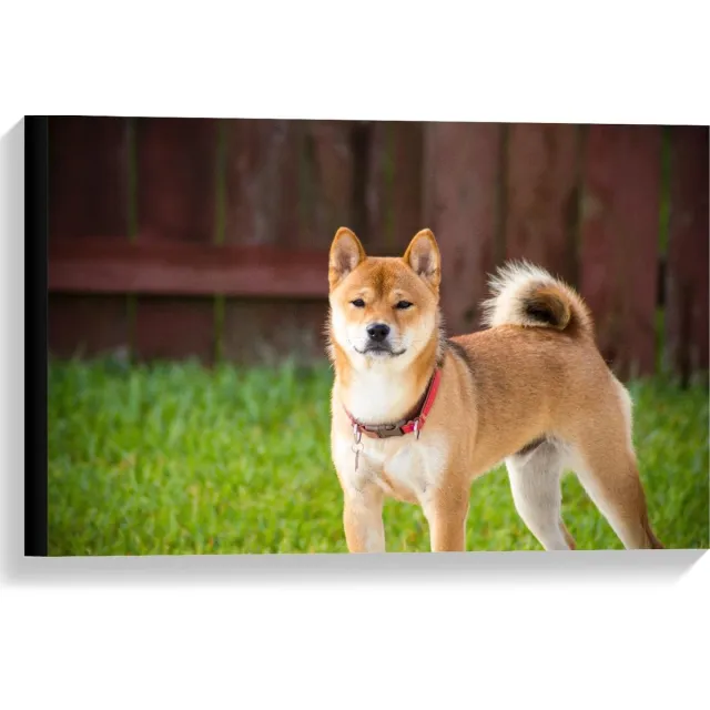 KuijsFotoprint Canvas - Shiba Inu Hond met Gras - 60x40cm Foto op Canvas Schilderij (Wanddecoratie op Canvas) Groen