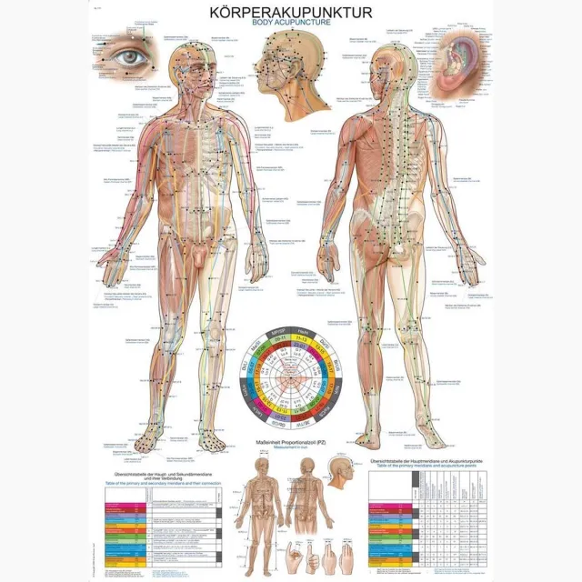 Erler-Zimmer Het menselijk lichaam - anatomie poster acupunctuur en meridianen (Duits/Engels, kunststof-folie, 70x100 cm)