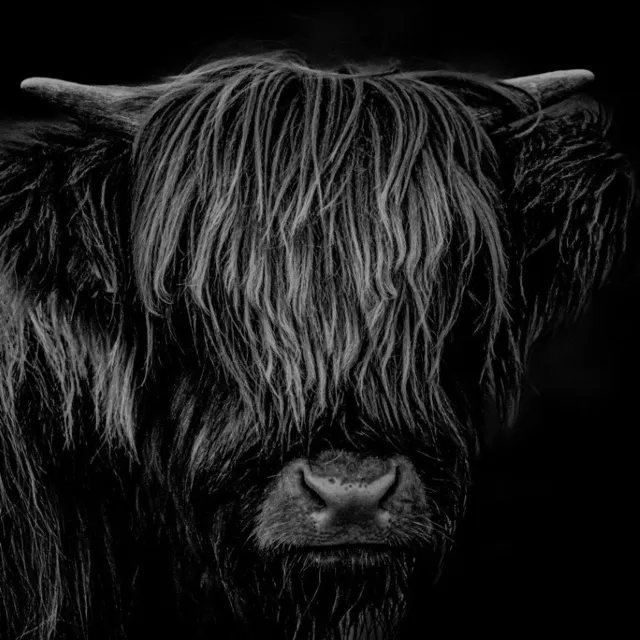 Vgdesign Zwarte hooglander portret 170x170 cm tuinposter banner VGDesign onbekend