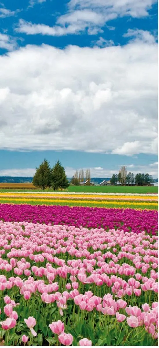 Linea Hogar 1x Zelfklevende Deurposter Hollande | 90x200cm | Tulpen - Poster groen