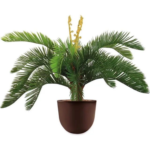 HTT Decorations HTT - Kunstplant Cycas in Eggy bruin H70 cm