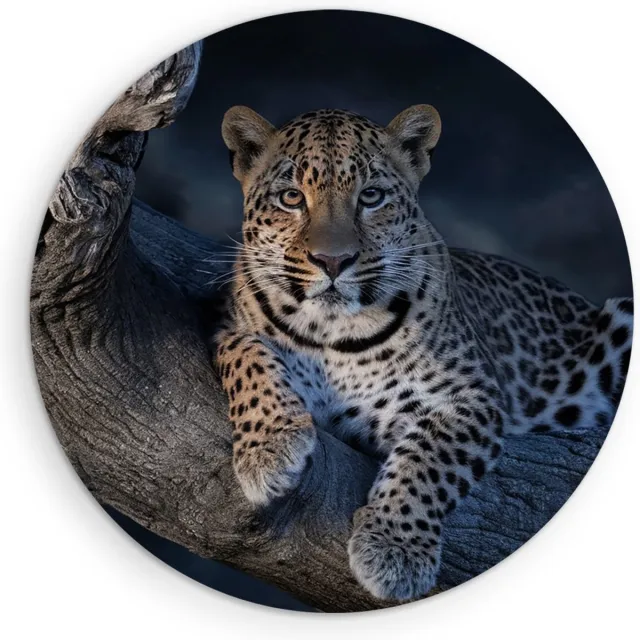 Saammp Muurcirkel Hout - Luipaard op boom - Natuur - Dieren - Ø 40 - Wandcirkel - Wanddecoratie Cirkel - Muurdecoratie Woonkamer - Slaapkamer decoratie - Rond Schilderij