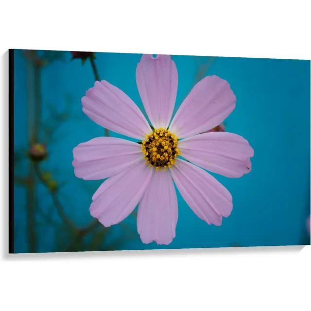 KuijsFotoprint Canvas - Roze fleurige Bloem - 120x80cm Foto op Canvas Schilderij (Wanddecoratie op Canvas) Blauw