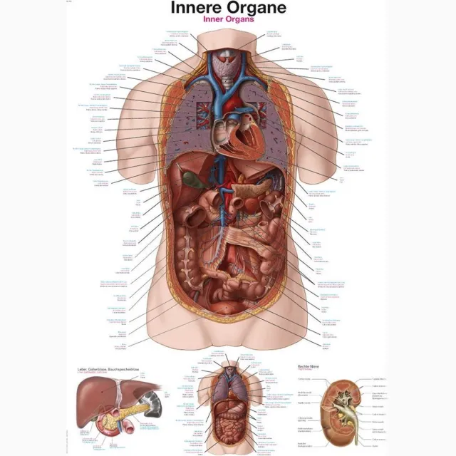 Erler-Zimmer Het menselijk lichaam - anatomie poster organen (Duits/Engels/Latijn, kunststof-folie, 70x100 cm)