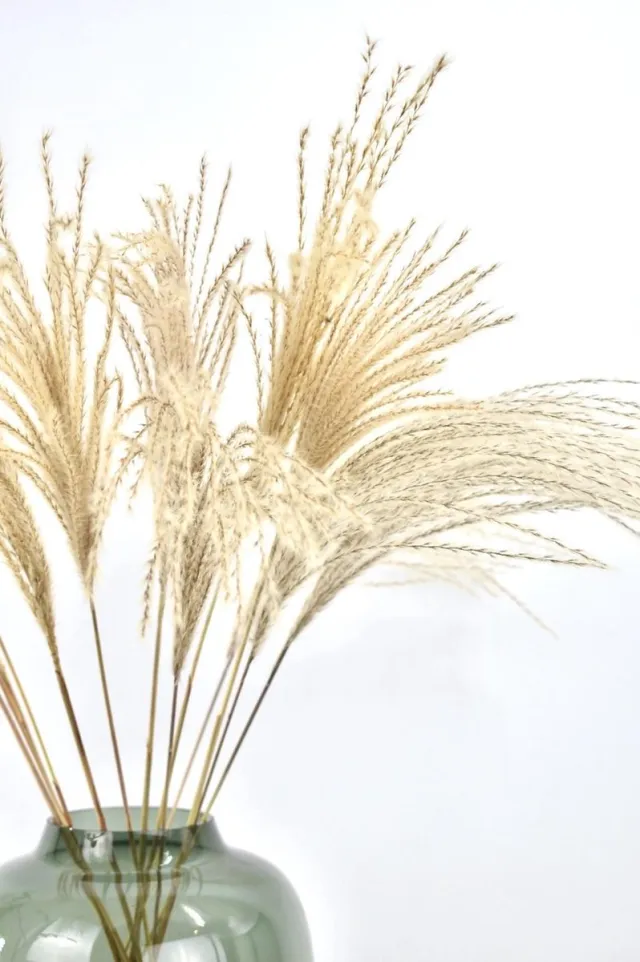 Natuurlijk Bloemen Fluffy Pampas - 15 stuks - Droogbloemen - Droogbloemen pluimen - Pampas - Naturel - 70 cm - Natuurlijk Bloemen bruin