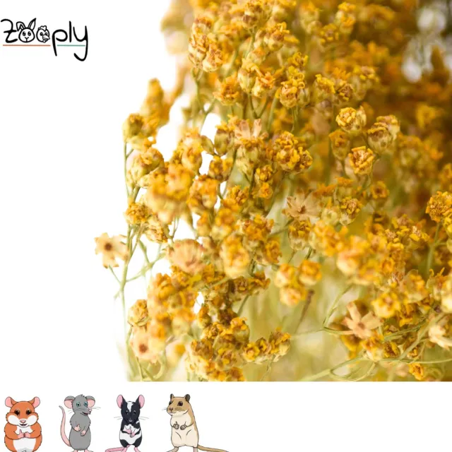 Zooply Brembloesem - 70 gram - in koker