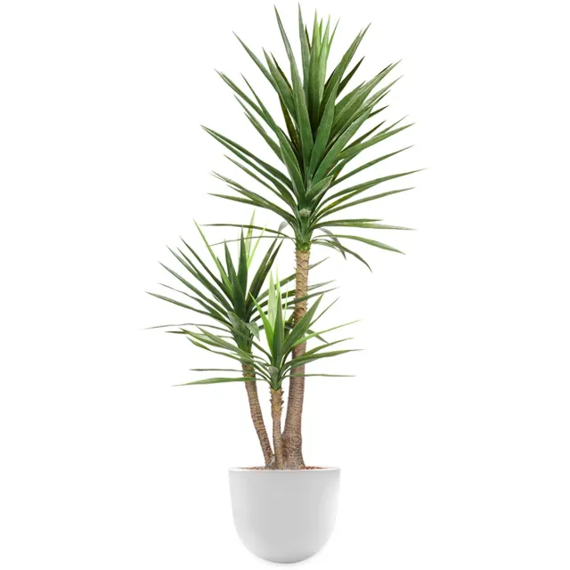 HTT Decorations HTT - Kunstplant Yucca in Eggy wit H175 cm