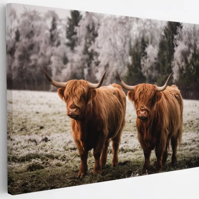 Saammp Canvas Schilderij - Schotse Hooglander Koeien in het gras - Dieren - Natuur - 30x20 - Foto op canvas - Wanddecoratie - muurdecoratie Woonkamer - Slaapkamer decoratie - Canvas Print Multicolor
