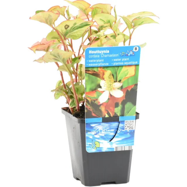 Bloomique Houttuynia Cordata Chameleon - Doku-Dami - Moerasanemoon - Vijverplanten - Waterplanten - Winterhard - Hoogte 10-20 cm - Pot 9 cm 1x Kweekpot