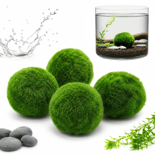 sollbry Marimo Mosbal 2,7–2,9 cm - 4 Stuks - Mosballen - Levende Waterplant Mosbol - Reinigt Water en Vermindert Algen - Onderhoudsvriendelijk en Duurzaam - Natuurlijke Aquariumplanten voor Decoratie van Visbakken, Aquarium en Ecologische Flessen - SOLLBRY® Groen