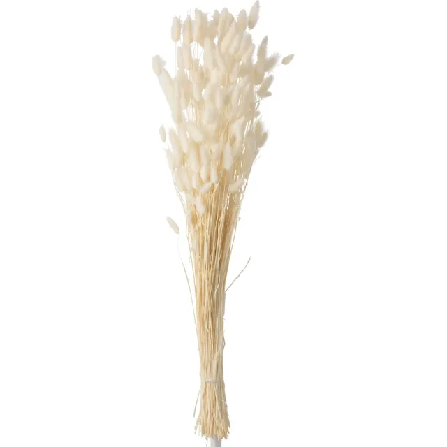 J-Line droogbloemen - Bundel Pluim Hazenstaart - riet - ecru - large Wit
