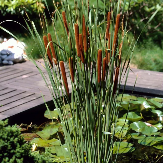 Bloomique Set van 6 - Typha Latifolia - Grote Lisdodde - Rietsigaar - Vijverplanten - Winterhard - Vijverzone 2-3 - Hoogte 15-25 cm - Pot 9 cm 6x Kweekpot