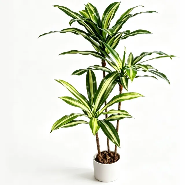 HOERFURIY Kunst Dracaena Brasil 100cm - PEVA PE bladeren met verzwaarde pot mosbedekking - compacte kunstplant voor bureau kast vensterbank woonkamer decoratie groente