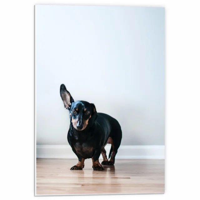 KuijsFotoprint Forex - Zwarte Teckel - 40x60cm Foto op Forex Beige