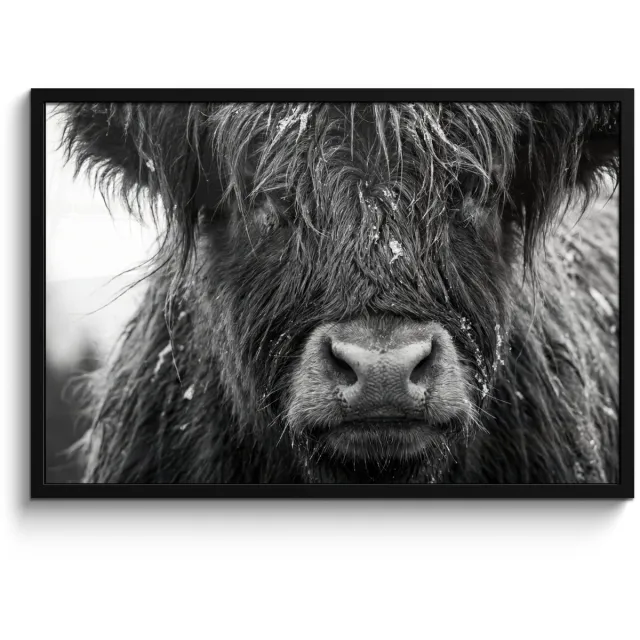FrameYourWall Poster in lijst - Fotolijst 90x60 cm - Posters - Schotse hooglander - Zwart - Wit - Sneeuwvlokken - Posterlijst zwart - Decoratie - Wanddecoratie woonkamer - Muurdecoratie slaapkamer