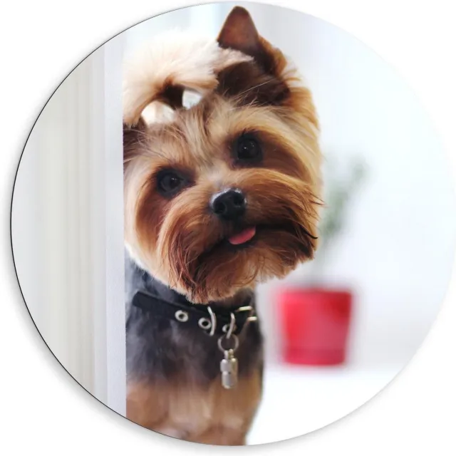 KuijsFotoprint Dibond Wandcirkel - Schattige Hondje Met Staartje - 80x80cm Foto op Aluminium Wandcirkel (met ophangsysteem) Bruin