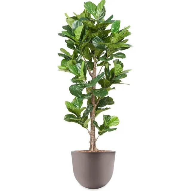 HTT Decorations HTT - Kunstplant Ficus Lyrata in Eggy taupe H200 cm Groen