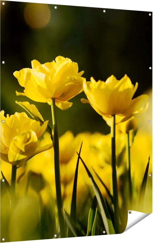 Gards Tuinposter Gele Tulpen - Bloemen - 120x160 cm - Tuindoek - Tuindecoratie - Wanddecoratie buiten - Tuinschilderij Multikleur