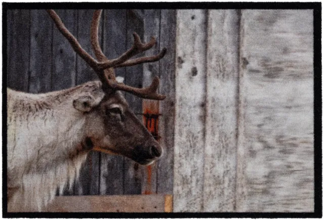 Hamat Mondial Wild Deer 50 x 75 cm - Schoonloopmat - Deurmat Binnen - Antislip - Polyamide - TPR Beige/Bruin/Grijs/Wit/Zwart