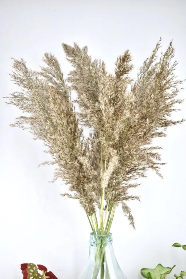 Lelly's Bloemen Droogbloemen - boeket 70cm - Fluffy Pampas Bruin