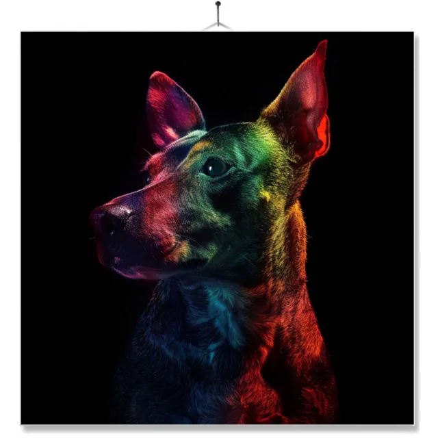 MC Living Tegel Met Opdruk | Geschenk | Dier | Regenboog | HD | Bull Terrier Ontwerp 3