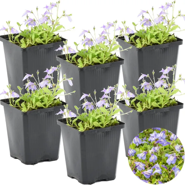 Bloomique Set van 6 - Mazus Reptans - Vijverplanten - Waterplanten - Winterhard - Hoogte 10-20 cm - Pot 9 cm Blauw
