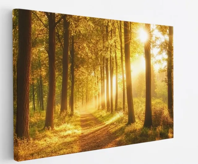 Saammp Canvas Schilderij - Bos tijdens Goldenhour - Herfst - Natuur - 100x75 - Foto op canvas - Wanddecoratie - Muurdecoratie Woonkamer - Slaapkamer decoratie - Canvas Print Multicolor
