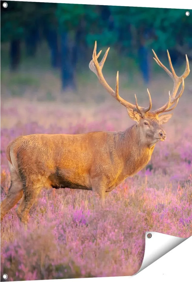 Gards Tuinposter Hert in de Weide tijdens Zonsondergang - 80x100 cm - Tuindoek - Tuindecoratie - Wanddecoratie buiten - Tuinschilderij Multikleur