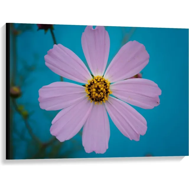 KuijsFotoprint Canvas - Roze fleurige Bloem - 100x75cm Foto op Canvas Schilderij (Wanddecoratie op Canvas) Blauw