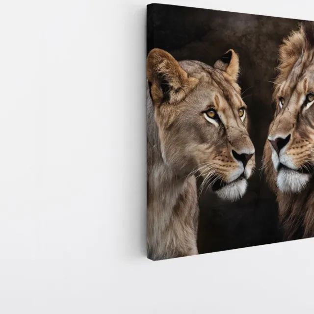 Saammp Canvas Schilderij - Leeuwen koppel - Dieren - Natuur - 30x30 - Foto op canvas - Wanddecoratie - Muurdecoratie Woonkamer - Slaapkamer decoratie - Canvas Print Multicolor