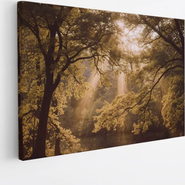 Saammp Canvas Schilderij - Lichtval - Bomen - Landschap - Natuur - 60x40 - Foto op canvas - Wanddecoratie - Muurdecoratie Woonkamer - Slaapkamer decoratie - Canvas Print Multicolor