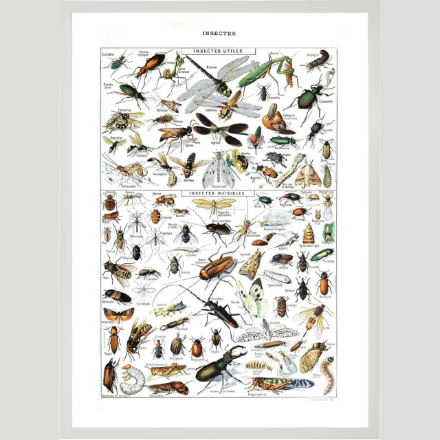 Esque Poster In Witte Lijst - Vintage Insecten - Large 70x50 - Educatief - Biologie - Schoolplaat - Retro