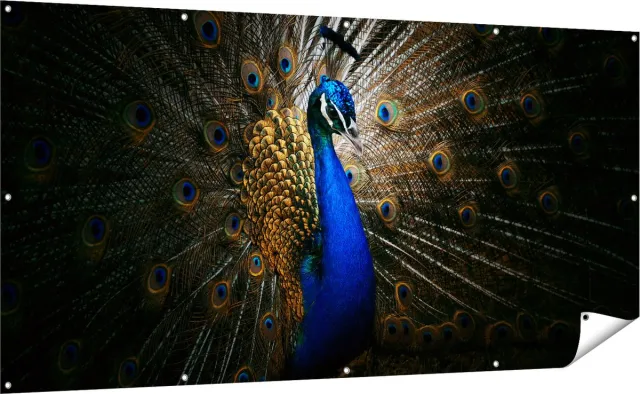 Gards Tuinposter Blauwe Pauw met Grote Veren - 200x100 cm - Tuindoek - Tuindecoratie - Wanddecoratie buiten - Tuinschilderij Multikleur