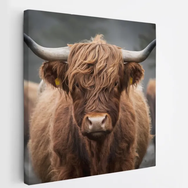 Saammp Canvas Schilderij - Schotse Hooglander Koe - Portret - Natuur - Dieren - 60x60 - Foto op canvas - Wanddecoratie - Muurdecoratie Woonkamer - Slaapkamer decoratie - Canvas Print Multicolor