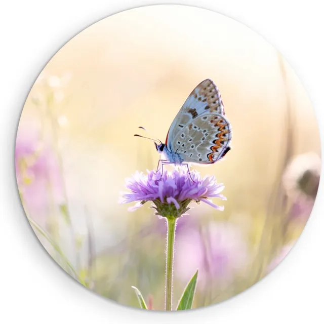 Saammp Forex Muurcirkel - Vlinder op paarse bloem - Dieren - Natuur - Ø 50 - Wandcirkel - Wanddecoratie Cirkel - muurdecoratie Woonkamer - Slaapkamer decoratie - Rond Schilderij