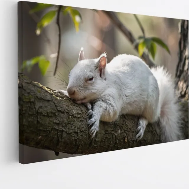 Saammp Canvas Schilderij - Witte Eekhoorn - Natuur - Dieren - 30x20 - Foto op canvas - Wanddecoratie - Muurdecoratie Woonkamer - Slaapkamer decoratie - Canvas Print Multicolor