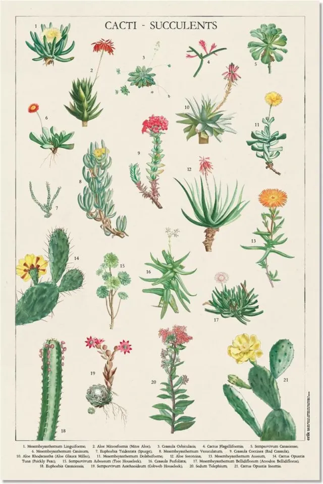 Posterpoint Cactussen poster - planten - natuur - groen - collage - retro - vintage - 61 x 91.5 cm multi