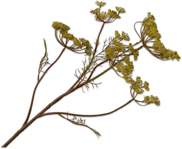 Silk-ka Kunsttak - dille - groen - H79 cm