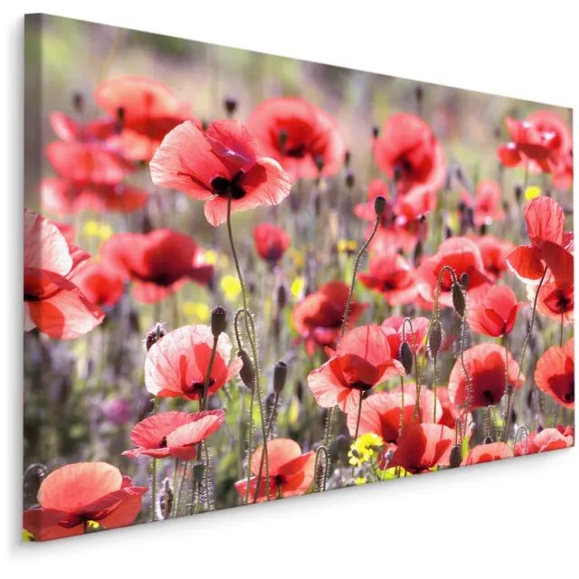 karo-art Schilderij - Veld met Klaprozen , Wanddecoratie , Premium print Multikleur