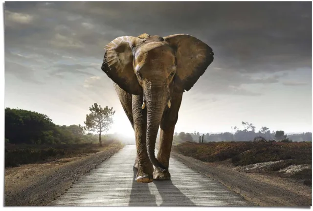 REINDERS Poster Olifant - 61 x 91,5 - Papier - REINDERS